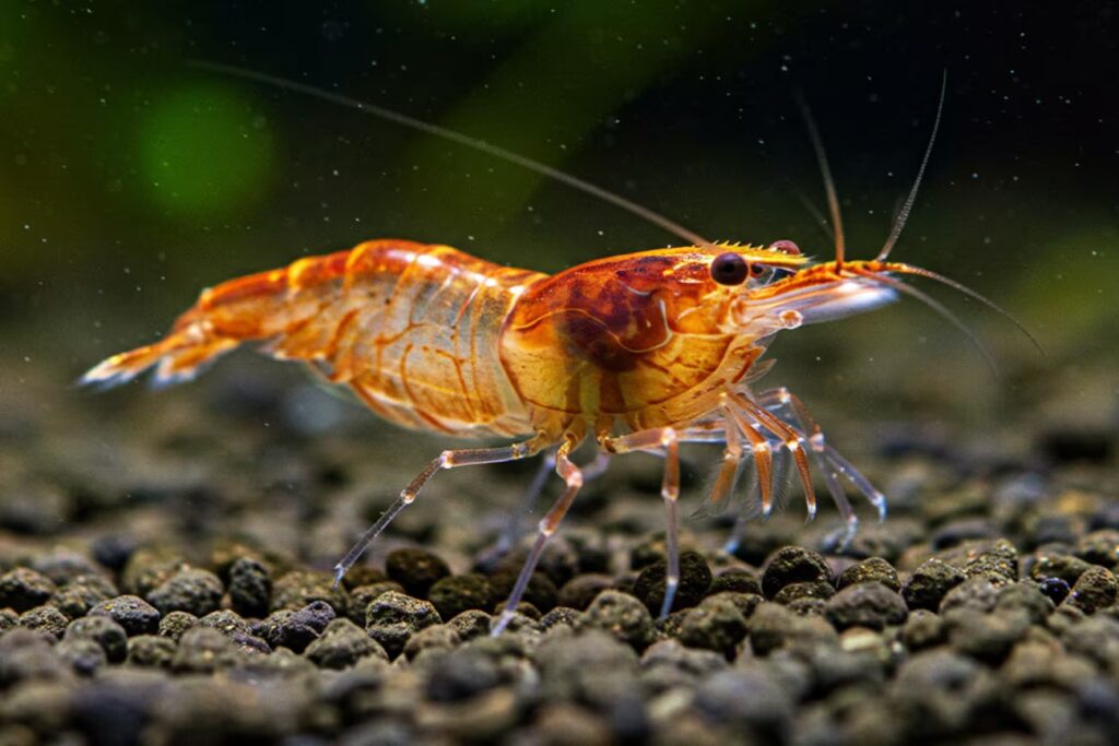 Descubra aqui os 5 Peixes que limpam aquário