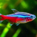 Peixe Kinguio: Conheça as 8 variedades mais amadas