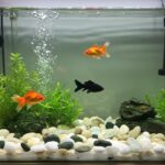 Decoração de aquário: estilo e conforto para seus peixes