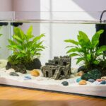 Como transportar peixes ornamentais com segurança