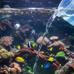 Peixe Neon Tetra: Beleza e tranquilidade no seu aquário