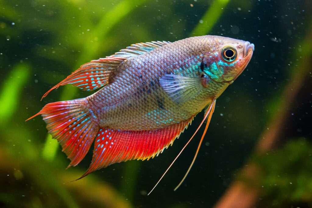 Peixes que vivem sozinhos: Dicas para aquários individuais