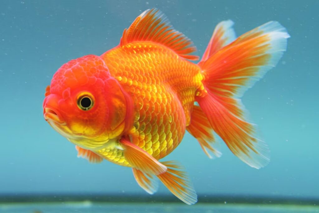 Tipos de peixe Kinguio: Conheça as variedades populares