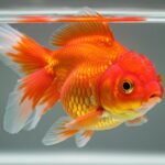 Guia: Como cuidar do lindo e amavél Peixe Betta