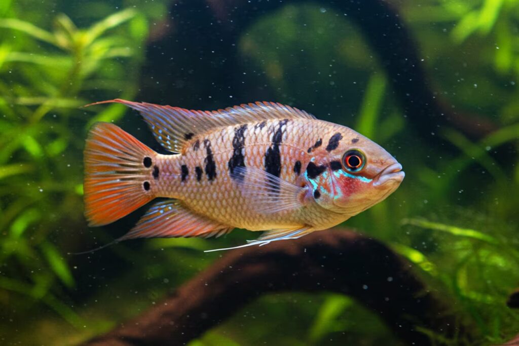 Descubra aqui os 5 Peixes que limpam aquário