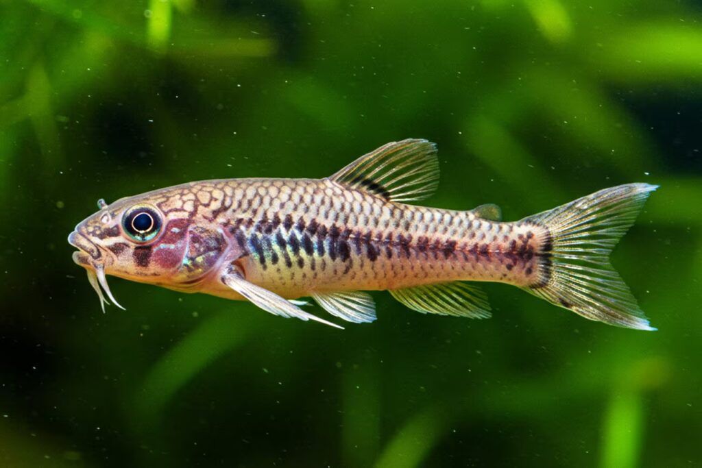 Descubra aqui os 5 Peixes que limpam aquário