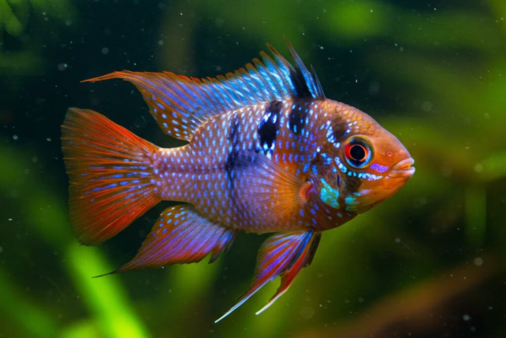 Peixes que vivem sozinhos: Dicas para aquários individuais