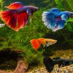 O que os Peixes Ornamentais comem? Guia completo