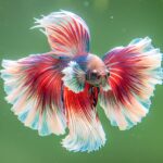 Peixe Kinguio: Conheça as 8 variedades mais amadas