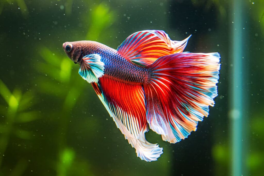 Peixes que vivem sozinhos: Dicas para aquários individuais