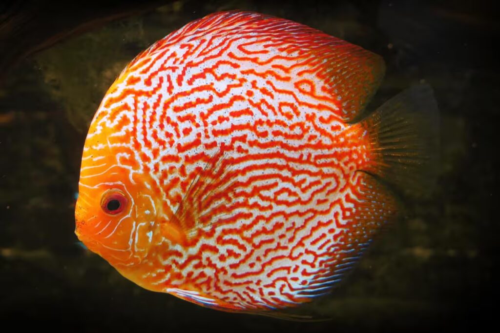 Peixe Disco: Os segredos das suas cores hipnotizantes