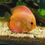 Peixe nadando de lado? Descubra o que estar acontecendo