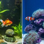Peixes no aquário: guia rápido da quantidade ideal