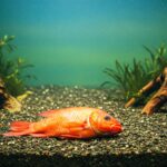Peixes que vivem sozinhos: Dicas para aquários individuais