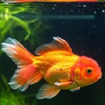 Como escolher a ração ideal para cada tipo de peixe