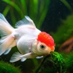 Água do aquário: entenda a importância do pH para os peixes