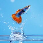 Diferenças entre peixes de água doce e água salgada
