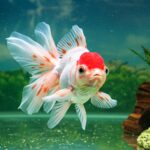 10 Peixes Ornamentais que você pode ter em casa