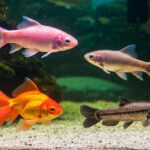 Água do aquário: entenda a importância do pH para os peixes