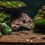 Guppy: O peixe ornamental ideal para iniciantes