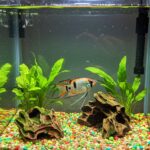 Como lidar com a morte de um peixe do aquário