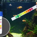 Peixes de água fria? Descubra quais vivem sem aquecedor