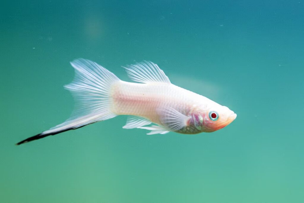 Conheça as 7 variedades do peixe espada ornamental