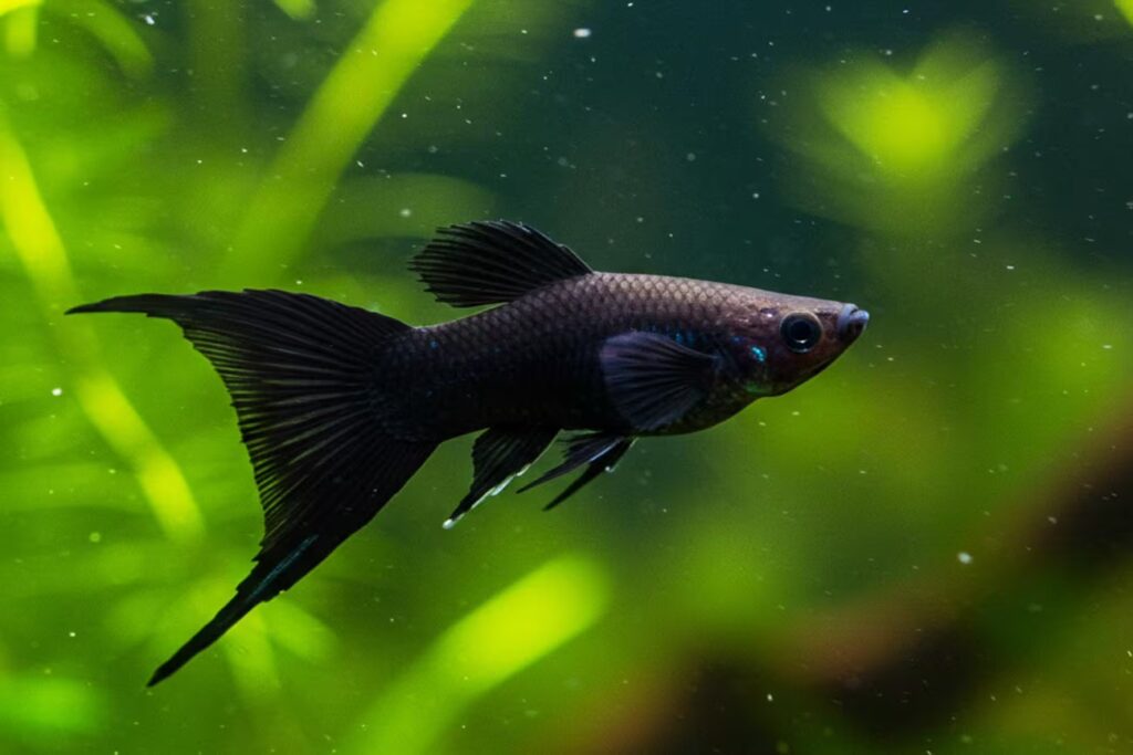 Conheça as 7 variedades do peixe espada ornamental