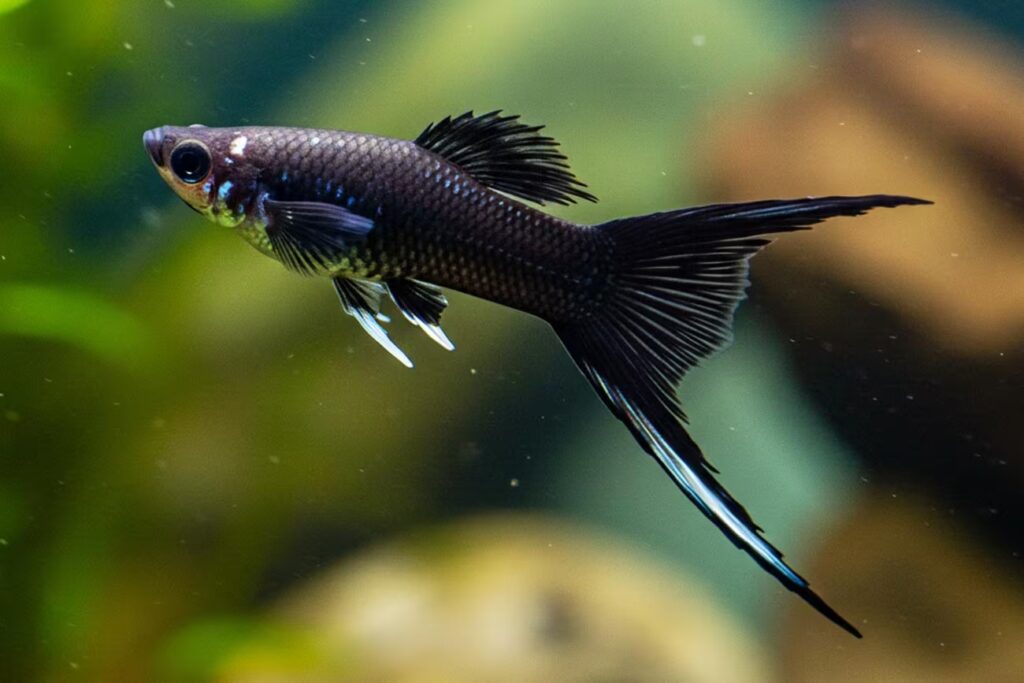 Conheça as 7 variedades do peixe espada ornamental