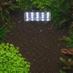 Sexo dos peixes: como identificar nos 5 mais populares