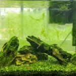 Aquaterrário: como montar um ecossistema vivo