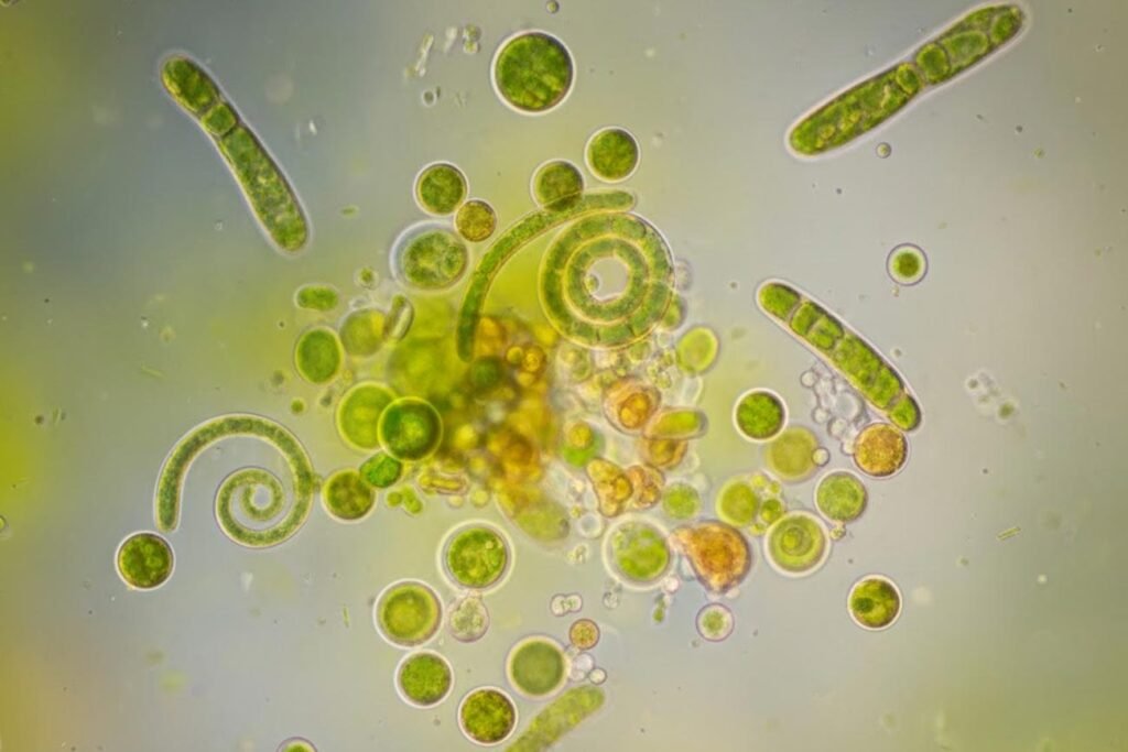 Microalgas: o alimento vivo que fortalece peixes