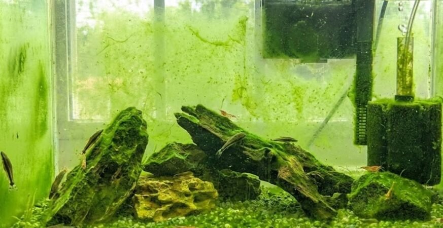 Microalgas: o alimento vivo que fortalece peixes