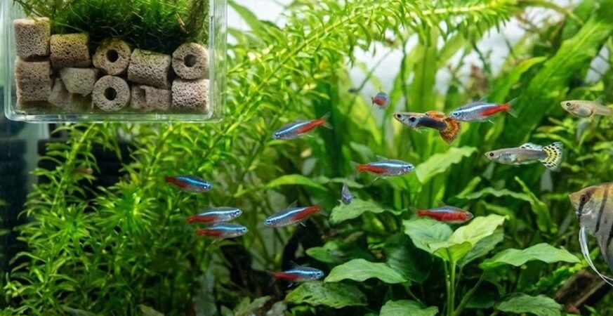 Ciclagem acelerada com bactérias comerciais