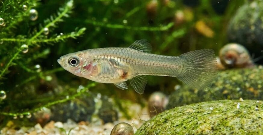 Filhotes de Guppy: cuidados essenciais